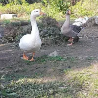 غوقاز وغاز دورگ نر موجوده|حیوانات مزرعه|چالوس, |دیوار