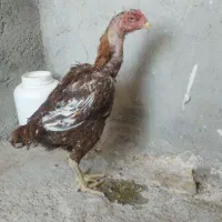 مرغ لاری درجه یک