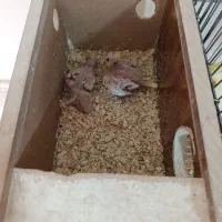 جفت عروس لوتینو مولد با جوجه و یک جوجه