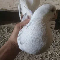 کبوتر