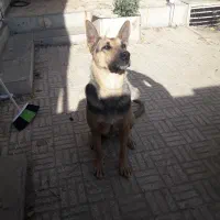 سگ ژرمن|سگ|اصفهان, کارلادان|دیوار