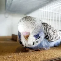 مرغ عشق انگلیسی گرید A