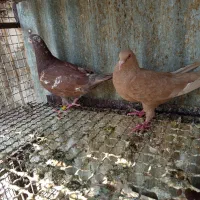 نروماده مولیمنز باجوجه