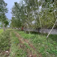 زمین خشکبیجار شهری بر آسفالت|فروش زمین و ملک کلنگی|رشت, بلوار گیلان|دیوار