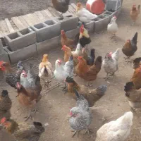 تخم مرغ محلی تازه|خوردنی و آشامیدنی|پلدختر, |دیوار