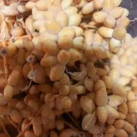 10کیلو خارک ریز ورطب برحی