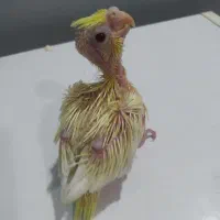 جوجه عروس هلندی