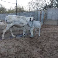 یک الاق با کره نر گوسفندی|حیوانات مزرعه|بجنورد, |دیوار