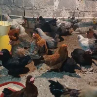 مرغ محلی|حیوانات مزرعه|مرند, |دیوار