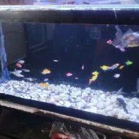 فروش|ماهی|سهند, |دیوار