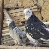 کفترپرشی|پرنده|تهران, آسمان|دیوار