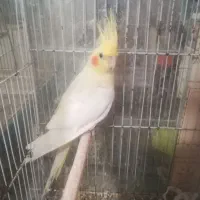 سه عدد عروس هلندی بالغ|پرنده|مشهد, عیدگاه|دیوار