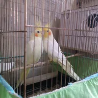 عروس هلندی