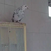 کفتر ماده پرشی پرپا|پرنده|یزد, |دیوار