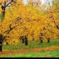 باغ-500-متر-در-مرکز-شهر-محدوده-ی-ناژوان