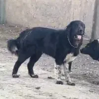 واگذاری سگ|سگ|بروجن, |دیوار