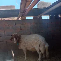 قوچ سنجابی