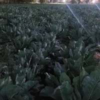 گل کلم|گل و گیاه طبیعی|فیروزآباد (فارس), |دیوار