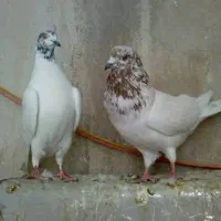 کفتر