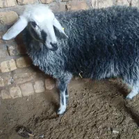 بزغاله نر بره ماده