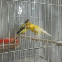 یک جفت قناری درشت کشیده، سوپری|پرنده|مشهد, قائم|دیوار