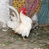 مرغ خروس چاپنیز وارداتی کوچک