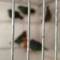 فنج طوطی وار|پرنده|اصفهان, ارغوانیه|دیوار