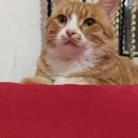واگذاری پسر اقا