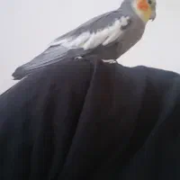 طوطی نر رام شده