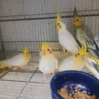 جوجه عروس هلندی لوتیتو وگلباقالی فقط سرلاکی