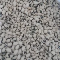 لوبیا چشم بلبلی