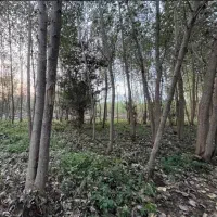 فروش-زمین-کشاورزی