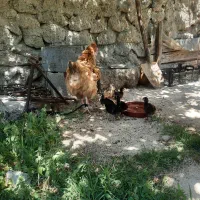 مرغ با ۷ تا تیله بوقلمون