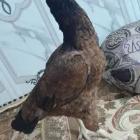 فروش ومعاویز با ماکیان میانوالی|حیوانات مزرعه|سراوان, |دیوار