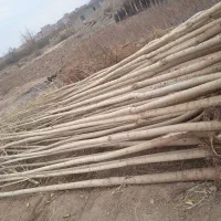 انواع صنوبر،هلو،شلیل همه ارقام