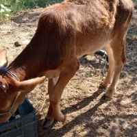 گوساله نر دورگ|حیوانات مزرعه|میناب, |دیوار