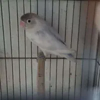 طوطی برزیلی