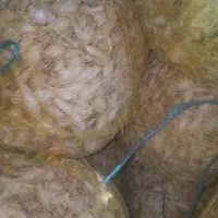 پیاز غده و نشا مینروا