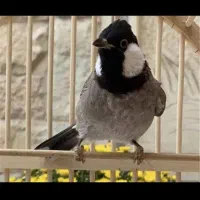 اسباب بازی مجسمه پرنده|اسباببازی|تویسرکان, |دیوار