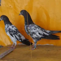 کبوتر تیدی