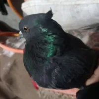 قیمت مقطوع|پرنده|هشترود, |دیوار