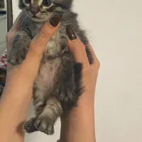 بچه گربه پرشین و DSH