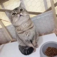 بریتیش گلد نر