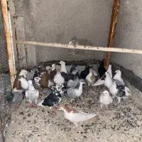 کفتر رنگه المانی