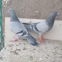 کفتر فروشی نرو ماده|پرنده|شیراز, پانصد دستگاه ارتش|دیوار