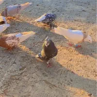 جفت سرور دم سفید و سینه سیاه بی عیب