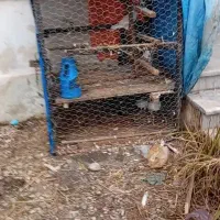 قفس بزرگ|لوازم جانبی حیوانات|نوشهر, |دیوار