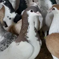 ۳۰تا ساده پرشی