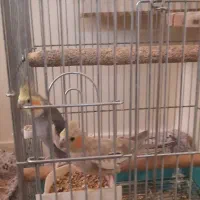 یک جفت عروس هلندی نرو ماده