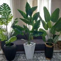 دکوری سبز و همیشه ماندگار